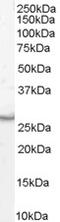 Decapping MRNA 1A antibody, 45-467, ProSci, Enzyme Linked Immunosorbent Assay image 