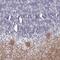 Solute Carrier Family 1 Member 6 antibody, PA5-60606, Invitrogen Antibodies, Immunohistochemistry frozen image 