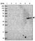Adenosine Deaminase TRNA Specific 1 antibody, HPA040713, Atlas Antibodies, Western Blot image 