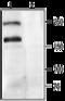  antibody, GTX54753, GeneTex, Western Blot image 