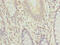 Regulation Of Nuclear Pre-MRNA Domain Containing 1B antibody, CSB-PA878854HA01HU, Cusabio, Immunohistochemistry frozen image 