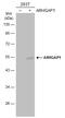 Rho GTPase Activating Protein 1 antibody, GTX101471, GeneTex, Western Blot image 