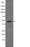 Serine/Threonine/Tyrosine Kinase 1 antibody, abx218814, Abbexa, Western Blot image 