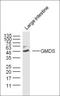 GDP-Mannose 4,6-Dehydratase antibody, orb157208, Biorbyt, Western Blot image 