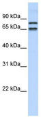 PHD Finger Protein 20 Like 1 antibody, TA339768, Origene, Western Blot image 