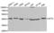 Aprataxin antibody, LS-C334014, Lifespan Biosciences, Western Blot image 