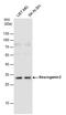 Neurogenin 2 antibody, PA5-78556, Invitrogen Antibodies, Western Blot image 