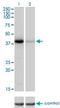 Nei Like DNA Glycosylase 2 antibody, H00252969-M01, Novus Biologicals, Western Blot image 