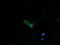 Protein Disulfide Isomerase Family A Member 3 antibody, LS-C787342, Lifespan Biosciences, Immunofluorescence image 