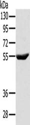 Cytohesin 1 antibody, CSB-PA933387, Cusabio, Western Blot image 