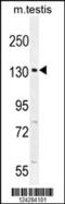 Protein capicua homolog antibody, 55-357, ProSci, Western Blot image 