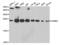 Proteasome Subunit Beta 2 antibody, abx004200, Abbexa, Western Blot image 