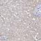 Erythrocyte Membrane Protein Band 4.1 Like 5 antibody, NBP2-38354, Novus Biologicals, Immunohistochemistry paraffin image 