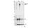 Signal Transducer And Activator Of Transcription 6 antibody, 56554S, Cell Signaling Technology, Western Blot image 