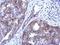 Coenzyme Q8A antibody, NBP2-15659, Novus Biologicals, Immunohistochemistry paraffin image 