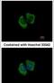 Rho Guanine Nucleotide Exchange Factor 3 antibody, PA5-30608, Invitrogen Antibodies, Immunofluorescence image 