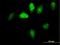 G Protein Nucleolar 1 (Putative) antibody, H00002794-B01P, Novus Biologicals, Immunofluorescence image 