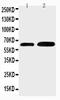 Cell Division Cycle 6 antibody, LS-C313299, Lifespan Biosciences, Western Blot image 