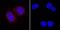 Mitogen-Activated Protein Kinase 12 antibody, MAB1347, R&D Systems, Immunofluorescence image 