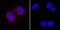 Mitogen-Activated Protein Kinase 12 antibody, MAB1347, R&D Systems, Immunofluorescence image 