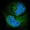Synoviolin 1 antibody, NBP1-89667, Novus Biologicals, Immunofluorescence image 