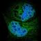 E3 ubiquitin-protein ligase synoviolin antibody, NBP1-89667, Novus Biologicals, Immunofluorescence image 