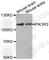 Phosphoinositide-3-Kinase Regulatory Subunit 3 antibody, A3650, ABclonal Technology, Western Blot image 