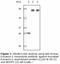 Dynamin 1 antibody, LS-C47169, Lifespan Biosciences, Western Blot image 