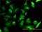 Lactate Dehydrogenase B antibody, H00003945-M01, Novus Biologicals, Immunocytochemistry image 
