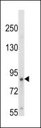 Neurotrophic Receptor Tyrosine Kinase 1 antibody, LS-C160220, Lifespan Biosciences, Western Blot image 