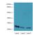 SSR-gamma antibody, A61154-100, Epigentek, Western Blot image 