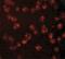 Nucleoporin 107 antibody, NBP1-76927, Novus Biologicals, Immunofluorescence image 