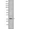 Complement C1q A Chain antibody, abx148740, Abbexa, Western Blot image 