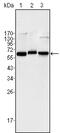 p65 antibody, MBS830878, MyBioSource, Western Blot image 