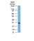 BCL2 Like 1 antibody, NBP2-44417, Novus Biologicals, Western Blot image 