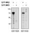 MAPK Activated Protein Kinase 2 antibody, MBS422918, MyBioSource, Western Blot image 