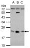 GLIPR1 Like 1 antibody, NBP2-16666, Novus Biologicals, Western Blot image 