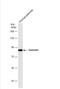 Gelsolin antibody, NBP1-33604, Novus Biologicals, Western Blot image 