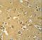 BRISC And BRCA1 A Complex Member 1 antibody, LS-C165072, Lifespan Biosciences, Immunohistochemistry paraffin image 