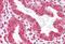 Homeobox A11 antibody, NBP1-80228, Novus Biologicals, Immunohistochemistry frozen image 
