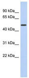 Family With Sequence Similarity 71 Member D antibody, TA344021, Origene, Western Blot image 
