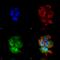 Synaptotagmin 7 antibody, 56533, QED Bioscience, Immunocytochemistry image 