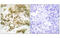 T-Box 15 antibody, MBS5302081, MyBioSource, Immunohistochemistry paraffin image 