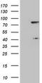 Transducin-like enhancer protein 1 antibody, CF800319, Origene, Western Blot image 