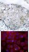 Kinase Insert Domain Receptor antibody, 79-143, ProSci, Immunohistochemistry frozen image 