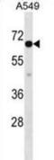 CLPTM1 Like antibody, abx028677, Abbexa, Western Blot image 