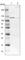 ADNP Homeobox 2 antibody, HPA007126, Atlas Antibodies, Western Blot image 