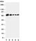 Paxillin antibody, R30902, NSJ Bioreagents, Western Blot image 