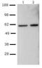 T-box transcription factor TBX21 antibody, ab91109, Abcam, Western Blot image 