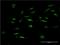 Forkhead Box K2 antibody, LS-B14828, Lifespan Biosciences, Immunofluorescence image 
